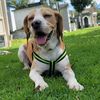 pitterthebeagle