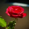 bungamawar0660