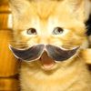 puurcatt