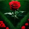 user728171901610kedir