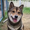 fumikotheshiba