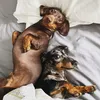 dexter_and_loki