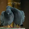 han.22ab