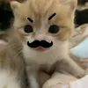 cailonchamay_230