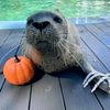 tulenchuk_seal