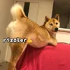 ultimaterizzlerdogo