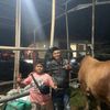 kuli.sapi8