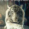 elmatadordewilde