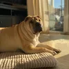 mala.the.sharpei
