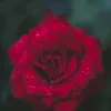 m_1981a