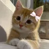 daphne_mchl