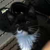 andre_123467