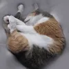 mikeno_akubi