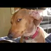 hmooby44