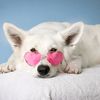shikyfav_doglovers