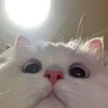 wfffffffffff77