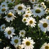 shasta_daisy12