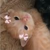 nisspamacc_