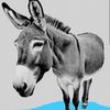 donkeywaterboards