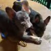 henessyifrenchie