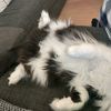 fork_13_