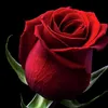 rosedesable254