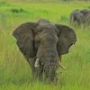 nyinamanyonyi