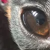 franki_f08