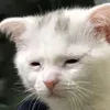 l3zycatt