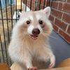 raccoon_.2