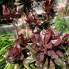 rosendalima