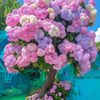 miflower6