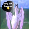 fat3q_c1huy