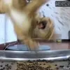 Cá Hề Vui Nhộn