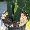 cactus_pete500