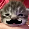 _nhacakutephomaique_
