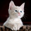 pecinta kucing AI