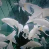ambqer_