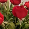 lydia_481