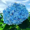 thuyhong7583