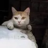 lmnnnnnjj