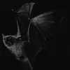 vampddict