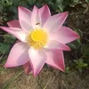 trungnguyen10403