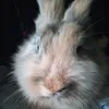 bonnie_the.rabbit0