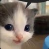 leonardoah411