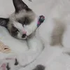 koki.koo