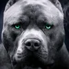 cachorro.louco325
