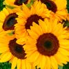 yosi31flores__