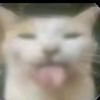 .shdwiker