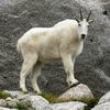 ZAZA🐐